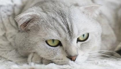 柬媒：柬埔寨国王西哈莫尼和太后莫尼列将访华